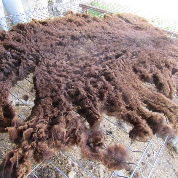 Raw wool fleece from rare breed - yearling -6050