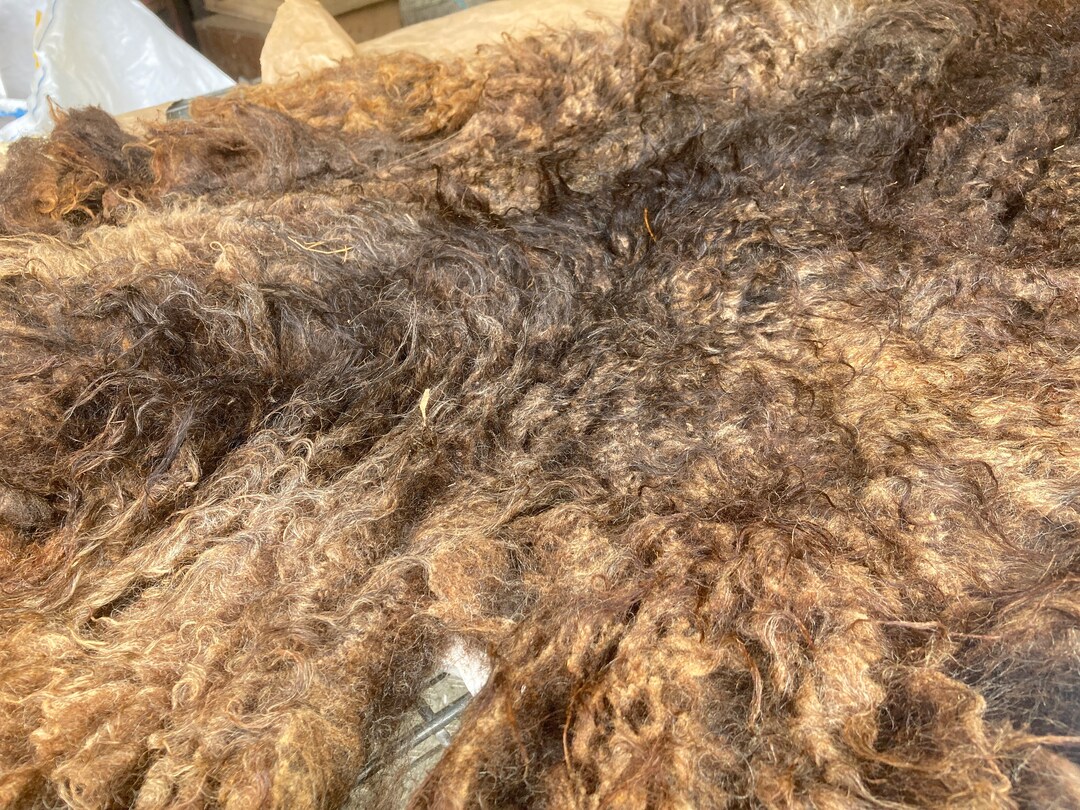 Complete Wool Fleece Xalda Sheep 6580 - Etsy