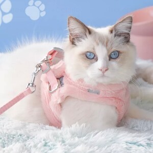 May include: A white cat with blue eyes wearing a pink cat harness and leash on a white fluffy surface.