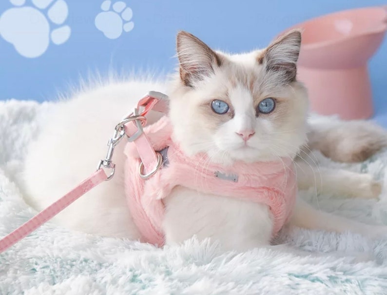 May include: A white cat with blue eyes wearing a pink cat harness and leash on a white fluffy surface.
