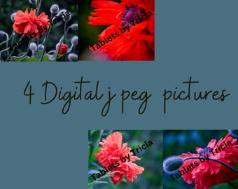 4 Digital JPEG photos