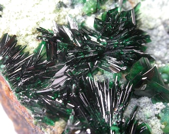 Könnte beinhalten: Ein Mineralexemplar mit Clustern aus dunklen, waldgrünen, nadelartigen Kristallen mit einer hochglänzenden, reflektierenden Oberfläche. Die scharfen, länglichen Kristallformationen sind in eine texturierte, helle, körnige Gesteinsmatrix eingebettet.
