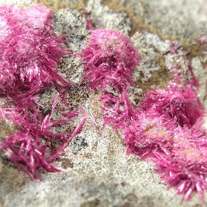 May include: Close-up of a mineral specimen featuring clusters of vibrant, hot pink crystals. The crystals have a needle-like structure and are set against a rough, gray-beige rock matrix. The overall texture is both spiky and granular.