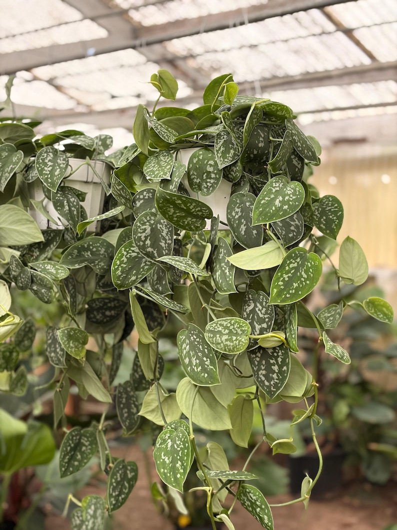Pothos Picta Hanging Plant - Thumbnail 4