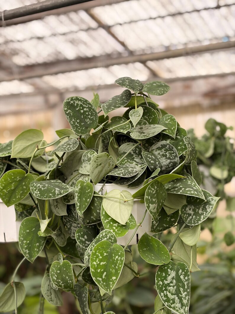 Pothos Picta Hanging Plant - Thumbnail 2