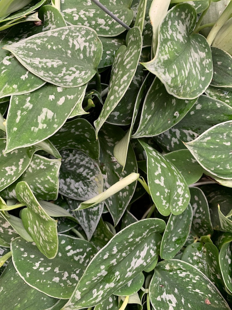 Pothos Picta Hanging Plant - Thumbnail 3