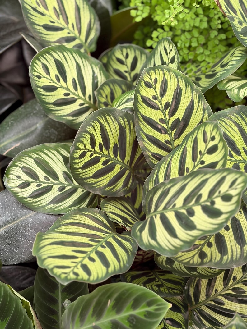 VmcPlantsInc Calathea Makoyana - Thumbnail 4