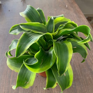 Tornado dracaena plant 4inch premium indoor tropical live plant