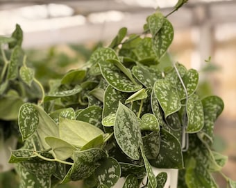 Pothos Picta Hanging Plant: 6-Inch Live Indoor Plant