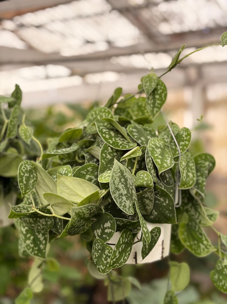 Pothos Picta Hanging Plant
