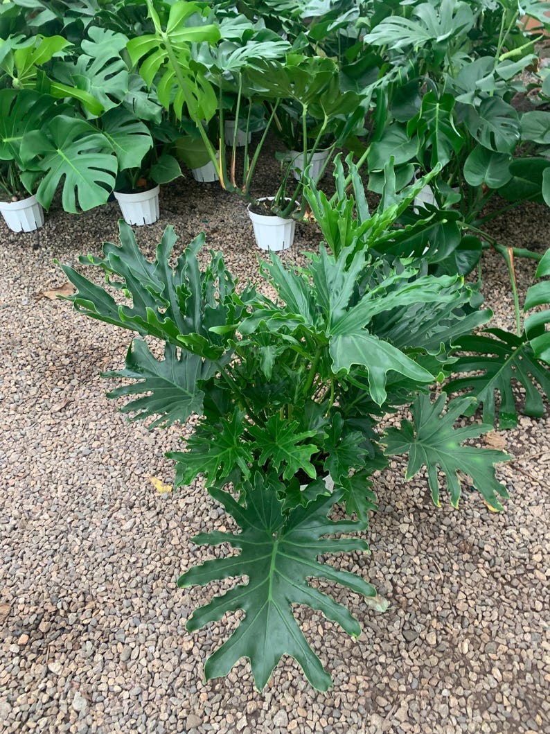 VmcPlantsInc Philodendron Lickety Split Plant - Thumbnail 4