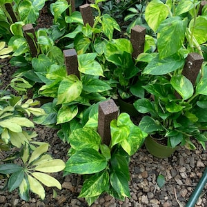 May include: Several potted pothos plants with variegated green and yellow heart-shaped leaves, each supported by a tall, rectangular brown moss pole. The plants are arranged in a group, with their stems climbing up the vertical support structures.