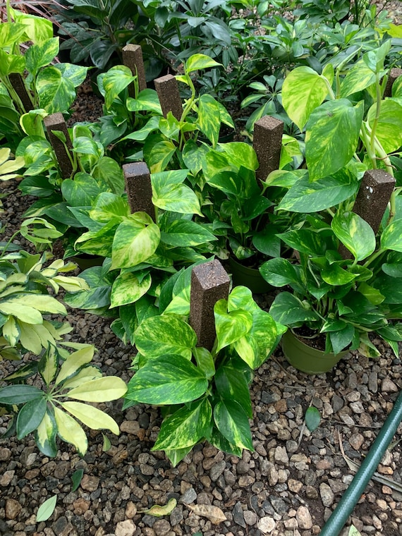 Pothos on pole in 6inch pot -indoor live tropical plant houseplant home decorations