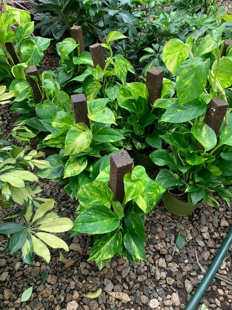 May include: Several potted pothos plants with variegated green and yellow heart-shaped leaves, each supported by a tall, rectangular brown moss pole. The plants are arranged in a group, with their stems climbing up the vertical support structures.