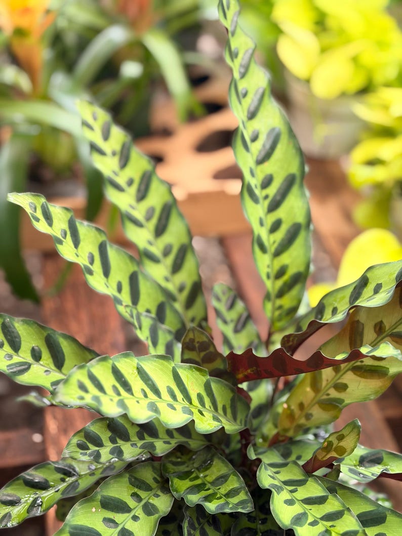 Rattle Snake Calathea - Thumbnail 4