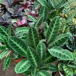 Jungle Velvet Calathea 6 Zoll Lebende Pflanze im Topf | Seltene Zimmerpflanze | Calathea Warscewiczii | Pflegeleicht