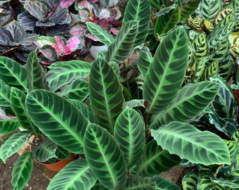 calathea makoyana kaufen Calathea Makoyana: The Elegant Peacock Plant For You main image 0