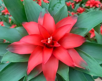 ブロメリア・エアープランツ Neoregelia High Voltagde Neoregelia 'High Voltage' bromeliad, 6” pot - Etsy 日本
