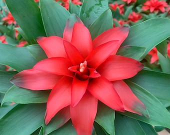 Bromeliads red 4inch plant