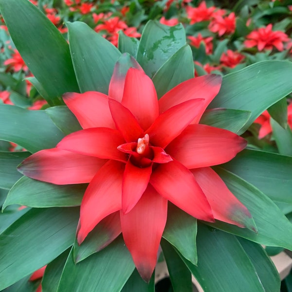 Bromeliads red 4inch plant