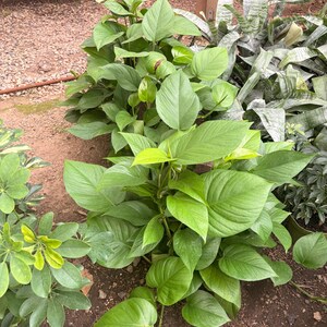 May include: A vibrant pothos plant featuring numerous heart-shaped, bright green leaves with smooth edges and pointed tips. The foliage grows in a dense, trailing cluster, showcasing various shades of light and medium green throughout the stems.