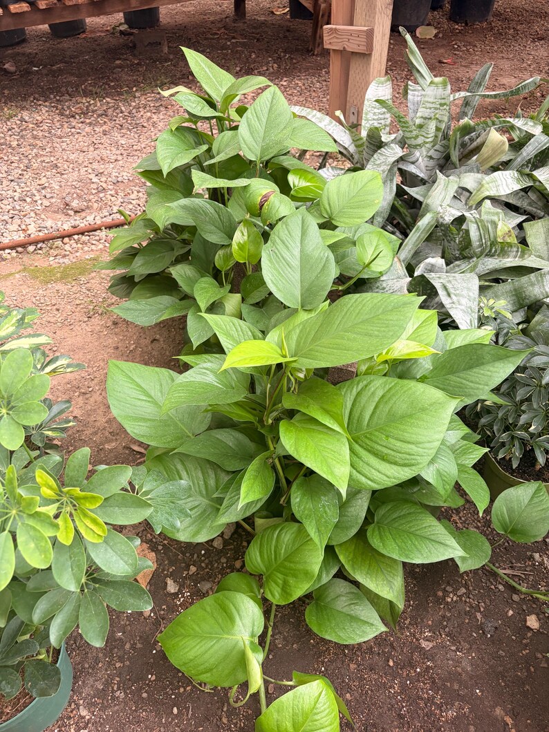 May include: A vibrant pothos plant featuring numerous heart-shaped, bright green leaves with smooth edges and pointed tips. The foliage grows in a dense, trailing cluster, showcasing various shades of light and medium green throughout the stems.