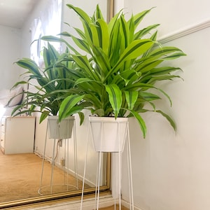 May include: A vibrant green plant with striped leaves in a white metal planter. The planter sits on a tall, white, wireframe stand. The plant is positioned in front of a large mirror, reflecting the plant and stand.