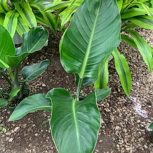 May include: A close-up of a large, vibrant green plant with broad leaves. The leaves have prominent veins and a glossy texture. Other plants with green and yellow striped leaves are in the background. The plant is in a pot, set on a bed of small stones.