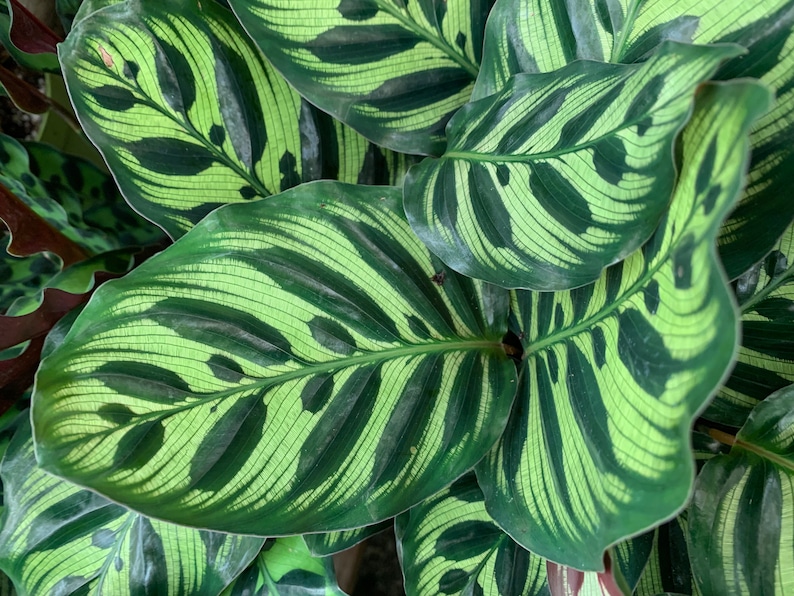 VmcPlantsInc Calathea Makoyana - Thumbnail 2