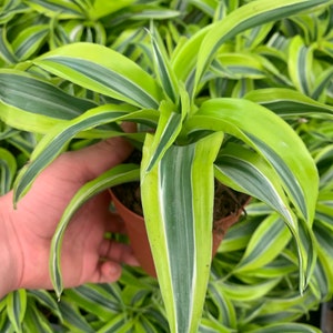 Lemon Draceana Suprise Plantas vivas de 4 pulgadas, planta viva de interior, decoración de patio exterior