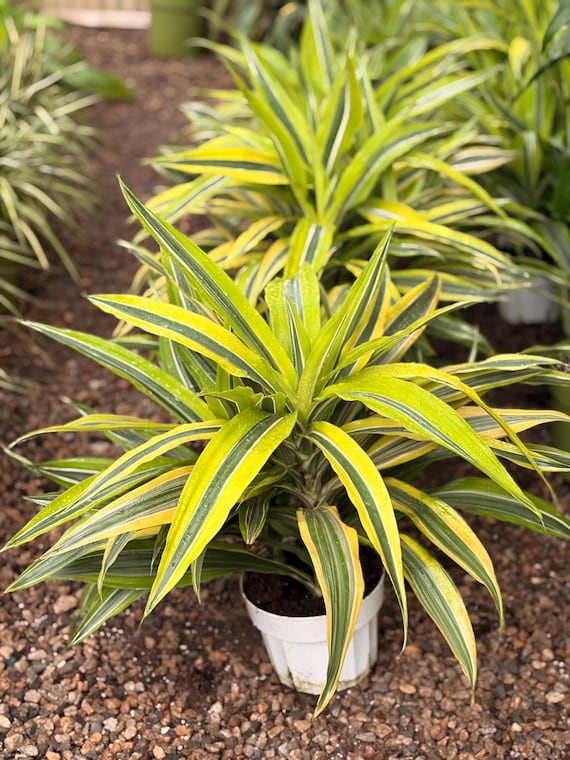 Dracaena Lemon Lime Plant: Colorful Air Purifying Tropical Houseplant (6  inch pot)