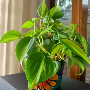 フィロデンドロン ブラジル植物 - 家庭および屋内装飾、4インチの鉢に根付いた生きた屋内熱帯植物