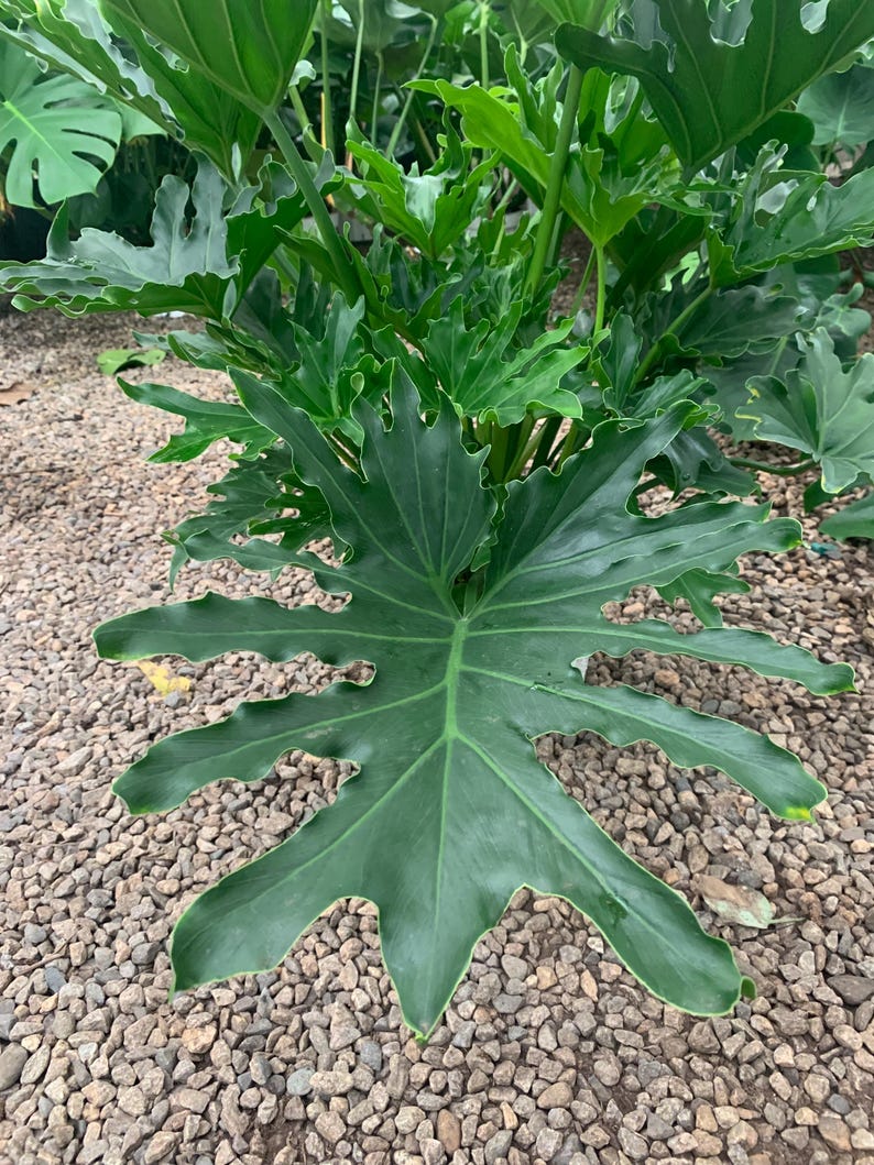 VmcPlantsInc Philodendron Lickety Split Plant