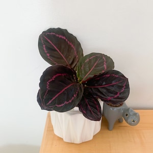 Calathea Dottie 4-Zoll-lebende tropische Innenpflanze