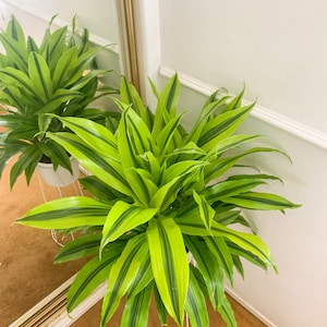 May include: A green and yellow variegated houseplant with long, narrow leaves in a white pot on a white stand. The plant is in a corner of a room with white walls and a gold mirror.