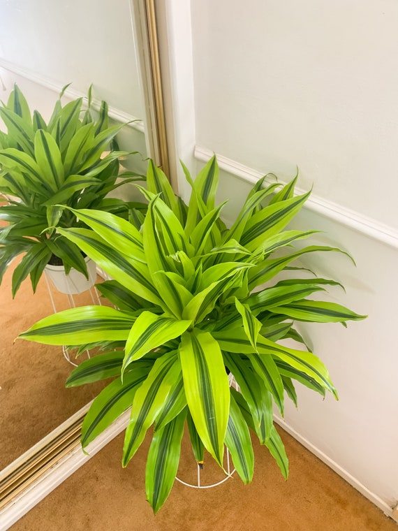 jade plant pictures Jade Plant  Lichtenfelt's