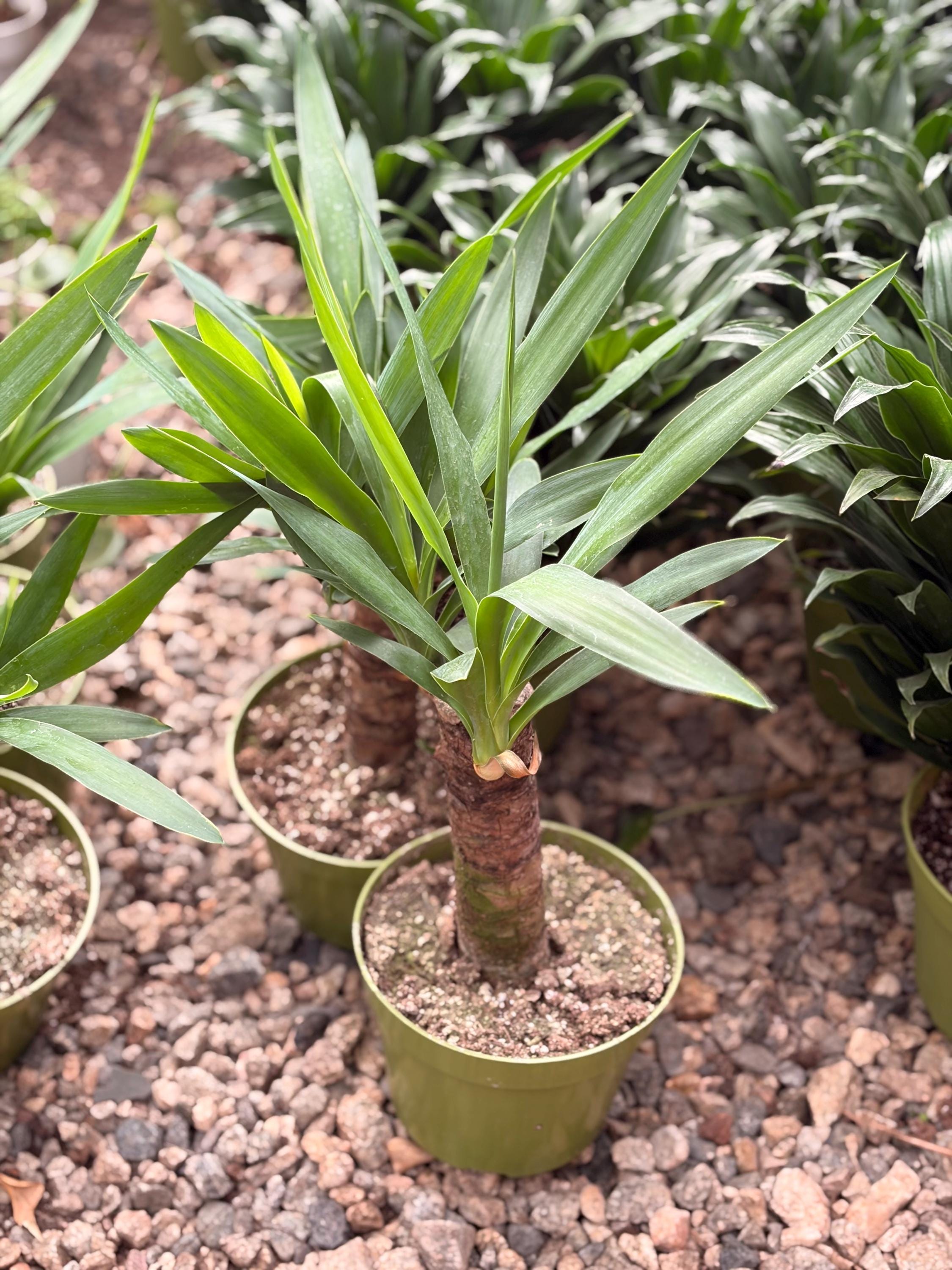 Yucca Cane Indoor Plant  Easy Care Tropical Houseplant for Bright Light  Spaces Live 6 Pot Plant Modern Home Dcor Gift - Etsy