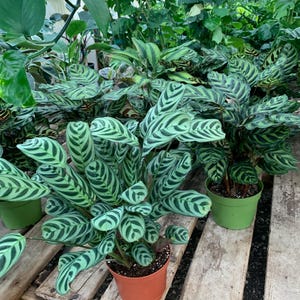 Calathea Exotica tropisch Zimmerpflanze 15 cm im Topf