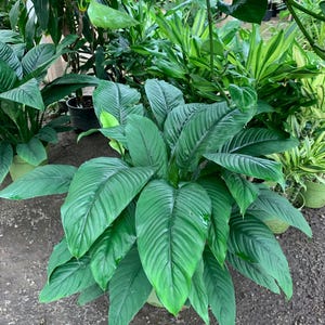 Spath Sensation Plant: Large Tropical Indoor Plant in 10in Pot
