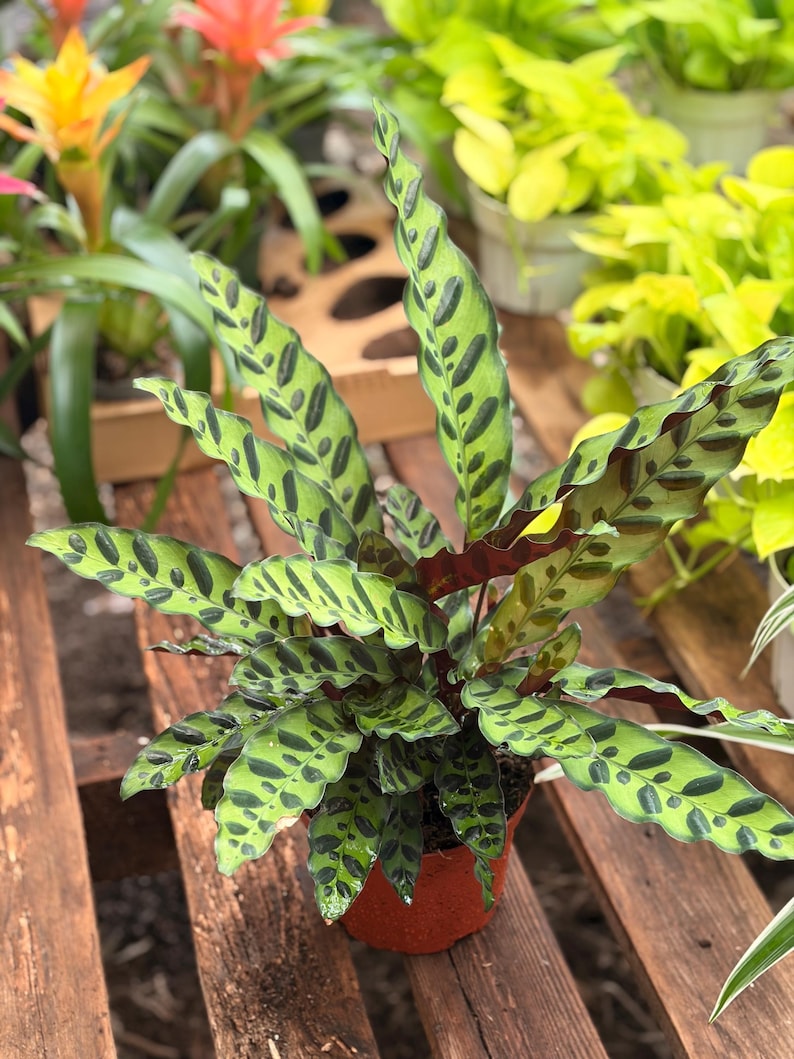 Rattle Snake Calathea