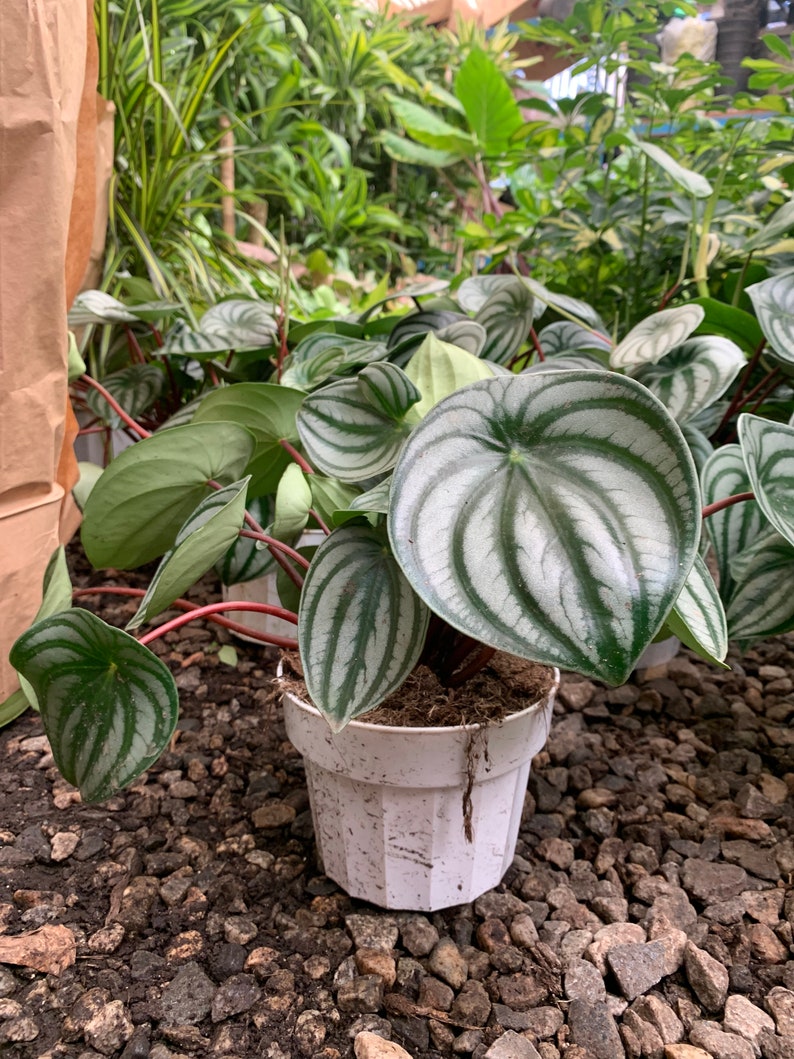 VmcPlantsInc Watermelon Peperomia - Thumbnail 5