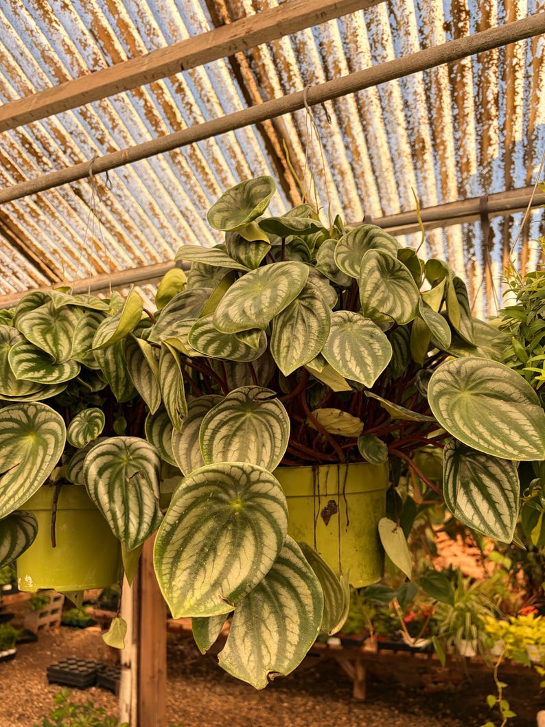 VmcPlantsInc Watermelon Peperomia - Thumbnail 2