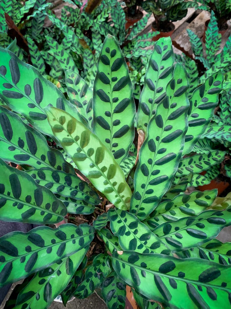 Rattle Snake Calathea - Thumbnail 3