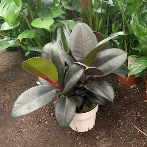 Ficus Decora – Roślina kauczukowa | Łatwa roślina doniczkowa | Słabe światło, oczyszczająca powietrze - doniczka 6 cali
