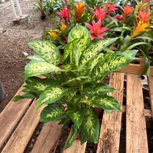 May include: A potted Dieffenbachia plant with large, green leaves speckled with yellow and white. The plant sits on a wooden pallet, surrounded by other plants and colorful flowers in a garden setting.