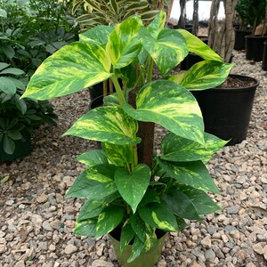 May include: A golden pothos plant with variegated heart-shaped leaves in shades of green and yellow, growing vertically up a central brown moss pole. The plant is potted in a green plastic container, displaying lush foliage with distinct patterns.