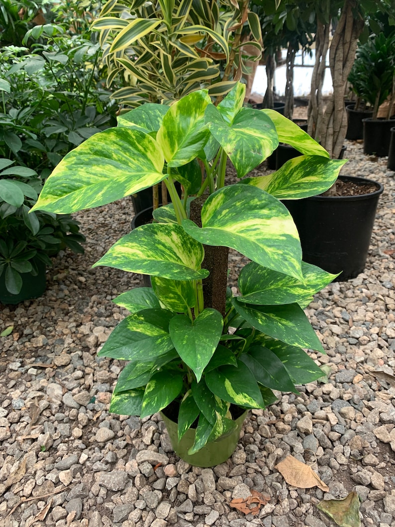 May include: A golden pothos plant with variegated heart-shaped leaves in shades of green and yellow, growing vertically up a central brown moss pole. The plant is potted in a green plastic container, displaying lush foliage with distinct patterns.