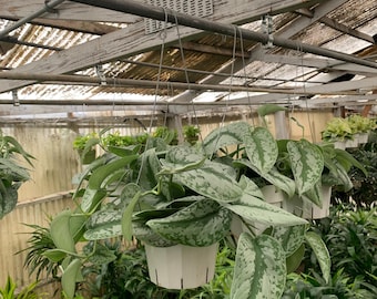 Scindapsus 'Silver Splash' Hanging Plant: Trailing Silver Vine in 6" Pot