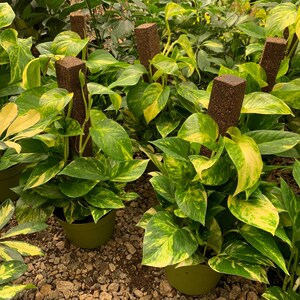 May include: Several potted pothos plants with variegated green and yellow heart-shaped leaves climbing up brown rectangular moss poles. Each plant is housed in a simple olive green plastic pot, showcasing lush foliage and vertical growth.