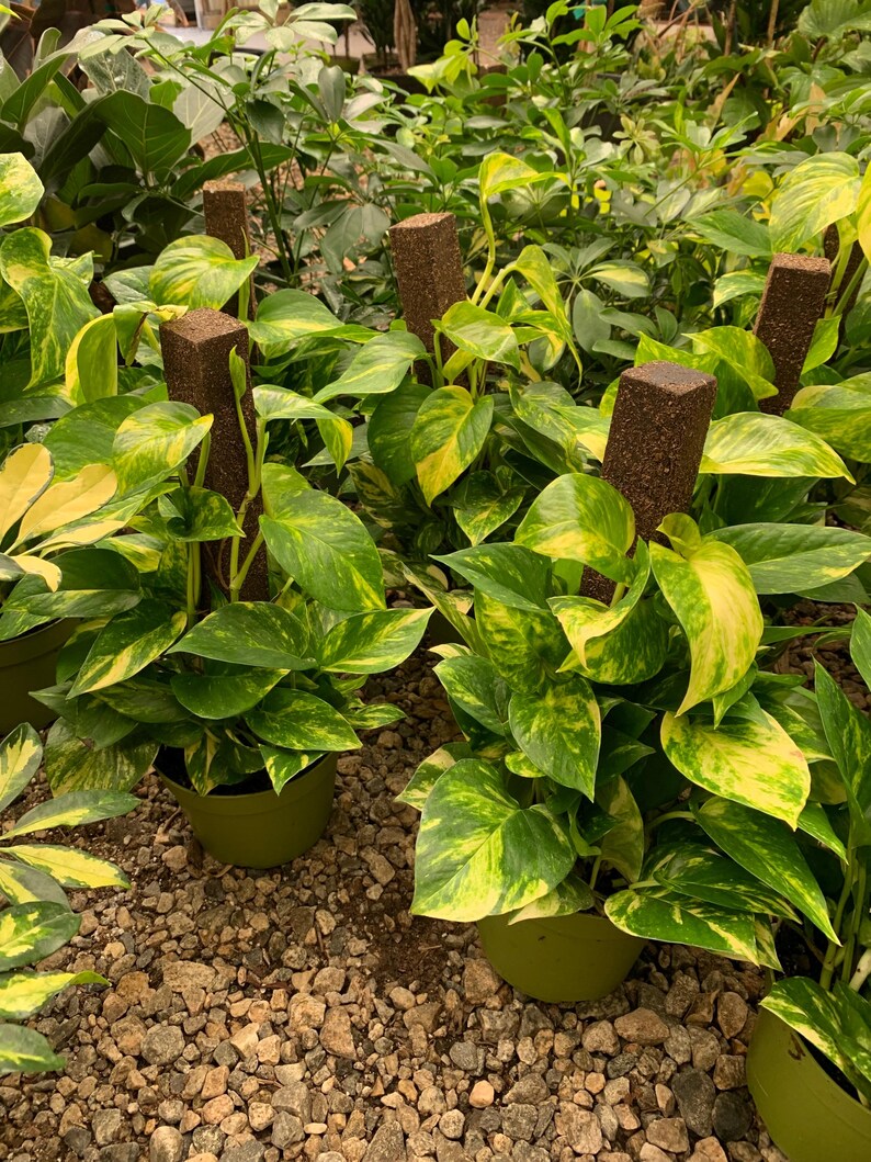 May include: Several potted pothos plants with variegated green and yellow heart-shaped leaves climbing up brown rectangular moss poles. Each plant is housed in a simple olive green plastic pot, showcasing lush foliage and vertical growth.